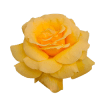 Golden Tea Rose flower
